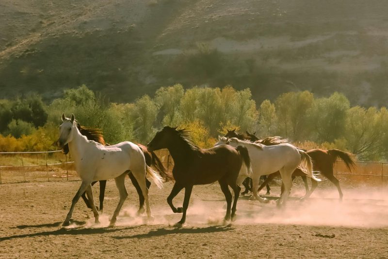 pexels kubrarkan 27623112 800x533 - World's Fastest Horses: Speed Records and Analysis