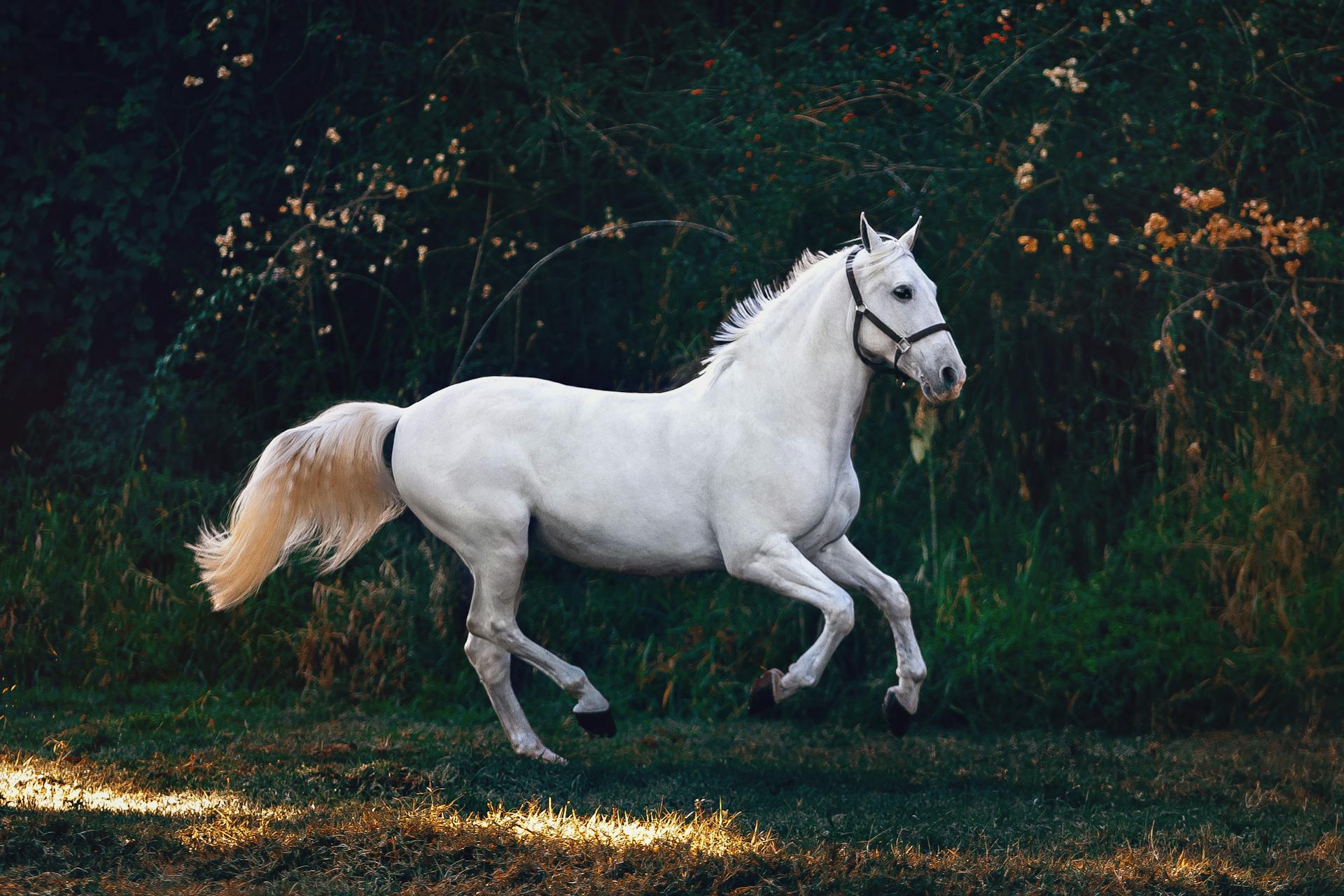pexels wildlittlethingsphoto 1996333 - World's Fastest Horses: Speed Records and Analysis