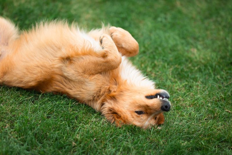 Dog Lying Down in Grass 800x535 - Understanding the Unique Personality of Pet Dogs