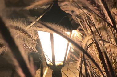 A close up of an illuminated lantern surrounded by plants 380x250 - Curious About Outdoor Lighting? Discover Easy Tricks